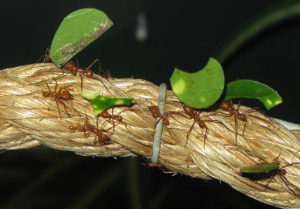 1280px-Leaf_cutter_ants_arp